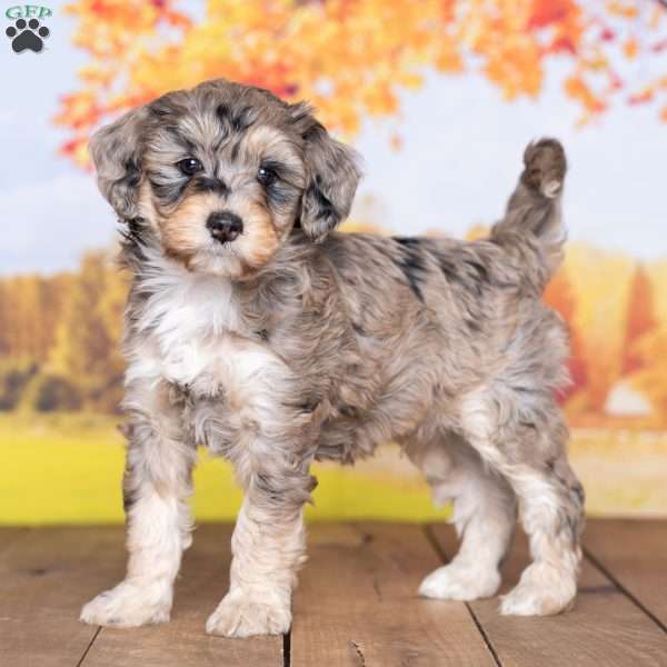 Benjie, Mini Bernedoodle Puppy